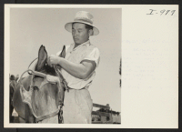 [recto] Putting a bridle on one of his mules, Mr. Ed H. Nagata of Rt. 1, Box 446, Kingsburg, California, says ...