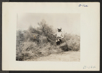 [recto] Manzanar, Calif.--Clearing brush from land at reception center for evacuees of Japanese ancestry. ;  Photographer: Albers, Clem ;  Manzanar, California.