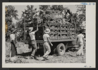 [recto] One of many truck loads of mustard harvested by the residents of the Rohwer Relocation Center on the land cultivated by the evacuees. ;  Photographer: Mace, Charles E. ;  McGehee, Arkansas.