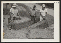 [recto] Relocated Japanese-Americans now employed by the Greening Nursery Company near Monroe, Michigan, are shown loading baled hay for winter storage ...