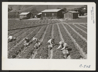 [recto] Family of Japanese ancestry laboring in their strawberry field at opening of harvest season. Note the distant Coast Range hills and their farm homes and buildings that can be seen at the end of the strawberry rows. Evacuation is due in a few days. ;  Ph