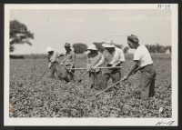 [recto] Former West Coast farmers of Japanese ancestry, evacuated to the various relocation centers, are here shown hoeing potatoes on a large farm north of Chicago where they are now relocated and employed. ;  Photographer: Mace, Charles E. ;  Marengo, Illin