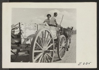 [recto] Back to the days of the mule, as two evacuee boys haul firewood with a pair of Arkansas mules. ;  Photographer: Parker, Tom ;  Denson, Arkansas.
