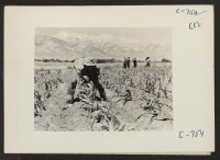 [recto] Manzanar, Calif.--Johnny Fukazawa, evacuee of Japanese ancestry at this War Relocation Authority Center, weeding corn in the farm project. ;  Photographer: Lange, Dorothea ;  Manzanar, California.
