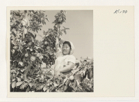[recto] Alice Imoto, Route 1, Box 196, Petaluma, California, picking apples on the Peterson [i.e. Petersen] ranch near Sebastopol, California. Alice is a former resident of Granada Relocation Center. ;  Photographer: Iwasaki, Hikaru ;  Petaluma, California.
