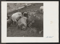 [recto] A view of hogs at the temporary hog farm. ;  Photographer: Stewart, Francis ;  Newell, California.