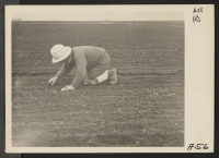 [recto] So-called stoop laborer is shown weeding a celery field. Many persons of Japanese ancestry worked at this type of field labor before they were evacuated from military areas. Evacuees will be housed in War Relocation Authority centers for the duration.