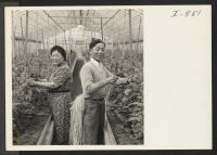 [recto] Mr. and Mrs. Seinosuke Nishimura of Seattle inside one of their greenhouses typing tomato plants. Mr. Nishimura had a few ...
