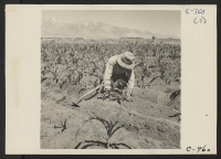 [recto] Manzanar, Calif.--Hoeing corn field on the farm project at this War Relocation Authority Center. 125 acres have already been cleared and put into crops. ;  Photographer: Lange, Dorothea ;  Manzanar, California.