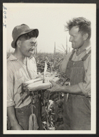 [recto] Richard Fujii, who came to Illinois from the Granada Relocation Center, is shown helping a neighbor, Fred Stangl, harvest corn ...