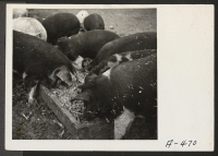 [recto] A close up of hogs eating garbage at the temporary location of the hog farm. The garbage is brought to the farm by trucks from the center. ;  Photographer: Stewart, Francis ;  Newell, California.