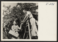 [recto] Susumu Kobayashi (Topaz) and daughter, Michiko, picking early peaches at Gun Mill Farm, Bloomfield, Connecticut. ;  Photographer: Iwasaki, Hikaru ;  Bloomfield, Connecticut.