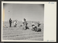 [recto] Newsreel cameramen and newspaper cameramen from the San Francisco newspapers photograph potato planting on the farm at the Tule Lake Relocation Center. ;  Photographer: Stewart, Francis ;  Newell, California.