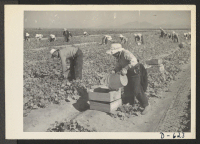 [recto] Evacuee farmers are here shown harvesting cucumbers in the fields at this relocation center. ;  Photographer: Stewart, Francis ;  Rivers, Arizona.