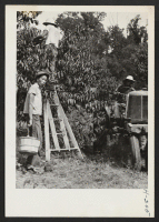 [recto] Japanese-American boys form the Rohwer Relocation Center are seen at work in the Alvin O. Eckert Orchards near Bellville, Illinois. Eckert employs 20 of these relocatees from Rohwer as peach pickers and declares himself well pleased with their work. ;