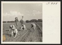 [recto] George Yamamoto and his wife, with four of their children, weeding carrots on the land which they are sharecropping on ...