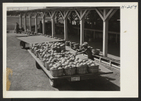 [recto] The cantaloupes on the conveyor in the sorting and shipping department at the Hellwig Brothers farm west of St. Louis. The Hellwigs employ nearly 100 men from the Rohwer Relocation Center in various farm activities. ;  Photographer: Mace, Charles E.