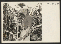 [recto] Mr. Kajiro Tanioka [i.e. Kojiro Tanioka] exhibits a sample of sweet corn growing on his farm at Rt. 2, Box 685, Merced, California. ...