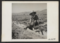 [recto] Picking strawberries a few days before evacuation of residents of Japanese ancestry to an assembly point for later transfer to a War Relocation Authority center to spend the duration. ;  Photographer: Lange, Dorothea ;  Mission San Jose, California.