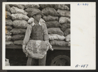 [recto] An evacuee farmer ready to put a sack of newly dug potatoes on the truck at the farm at this relocation center. ;  Photographer: Stewart, Francis ;  Newell, California.