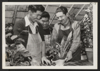 [recto] Jin Asakura, Ichiru Yoshihashi and their foreman in a greenhouse at Whitestone, Long Island, New York. Jin and Ichiru both ...