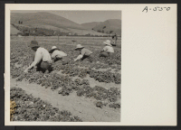 [recto] This family of Japanese ancestry have but a few days to work in their strawberry field before evacuation to an assembly center from where they will be transferred to a War Relocation center to spend the duration. ;  Photographer: Lange, Dorothea ;  Mi