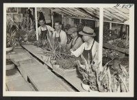 [recto] These men, all Issei, are at work in one of the 36 greenhouses operated by the Issei-owned Ozone Park Nursery, ...