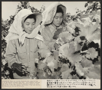 [recto] Grace and Dorothy Funamura thinning grapes on the C. R. Van Bruskrik vineyard near Lodi. Grace and Dorothy recently returned ...