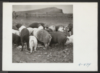 [recto] A close up of hogs eating garbage at the temporary location of the hog farm. The garbage is brought to the farm by trucks from the center. ;  Photographer: Stewart, Francis ;  Newell, California.
