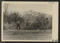[recto] Manzanar, Calif.--Evacuees clearing brush to enlarge this War Relocation Authority center which will house 10,000 evacuees of Japanese ancestry for the duration. ;  Photographer: Albers, Clem ;  Manzanar, California.