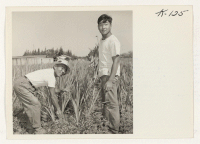 [recto] Ryohitsu Shibuya, widely known Mountain View florist and King of the Chrysanthemum growers, and his son, Maremaro, on the grounds ...