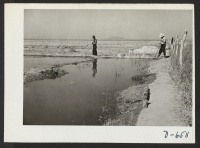 [recto] Irrigating winter pasture this relocation center. ;  Photographer: Stewart, Francis ;  Rivers, Arizona.
