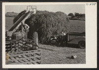 [recto] A freshly cut load of alfalfa is coupled to a truck to be hauled away to one of the two ...