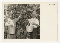 [recto] Shown in this orchard scene of the Whitton Ranch, Wheatland, California, from right to left are S. Itake and Y. Uyemura, both from Amache. ;  Photographer: Iwasaki, Hikaru ;  Wheatland, California.