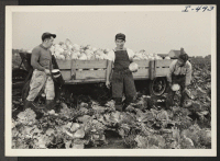 [recto] George Shoji and his brother-in-law, George Ike, are shown with Ike's father-in-law, Joseph Sakamoto, cutting cabbage beside a wagon which ...
