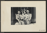 [recto] Manzanar, Calif.--Nancy Kawashima (left), and Emiko Hino, both from Los Angeles, arrange paper flowers for one of many art exhibits at Manzanar, a War Relocation Authority center where evacuees of Japanese ancestry are spending the duration. ;  Photogra