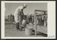 [recto] Y. T. Sakoda, former vegetable worker from Guadalupe, California, is now enrolled in the dairy school, here. He is shown feeding calves. ;  Photographer: Stewart, Francis ;  Rivers, Arizona.