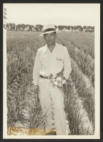 [recto] Henry Inouye, evacuee supervisor of the Granada Relocation Center farm, and a field of onions produced on the center farm. ;  Photographer: McClelland, Joe ;  Amache, Colorado.
