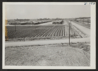 [recto] Radishes and mustard in the brag patch immediately west of the administration building. Note irrigation accomplishment from a fire-hydrant. ;  Photographer: Lynn, Charles R. ;  Dermott, Arkansas.