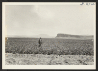 [recto] Carrot field at the Tule Lake Center farm, 1944, which raises approximately 22 tons to the acre. ;  Photographer: Bigelow, John ;  Newell, California.