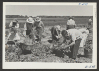 [recto] Harvesting the first spinach from the project farm. ;  Photographer: McClelland, Joe ;  Amache, Colorado.