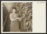 [recto] Mrs. M. Noji in one of the rapidly developing tomato houses in the Rainier Valley near Seattle, Washington. Her husband ...