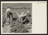 [recto] This family of Japanese ancestry have but a few days to work in their strawberry field before evacuation to an assembly center from where they will be transferred to a War Relocation center to spend the duration. ;  Photographer: Lange, Dorothea ;  Mi