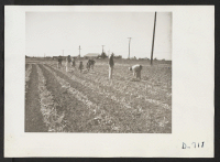 [recto] A 77-acre truck farm on the corner of Central and Olive Streets at Compton, California, formerly operated by Japanese, now being farmed by Mexican labor. ;  Photographer: Stewart, Francis ;  Compton, California.