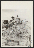 [recto] Tets Shiota, evacuee from the Gila River Relocation Center, a former farmer at Venice, California, is here shown feeding oats to the thresher on the 2000 acre Hawthorn Farm near Chicago, where he is now employed. ;  Photographer: Mace, Charles E. ;  L