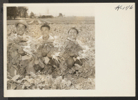 [recto] Shown left to right are Jimmy Uchiyama, and his two cousins, Leo and Robert Uchiyama, on the vegetable farm of ...
