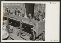 [recto] Seed potato cutting at the cutting sheds of the Tule Lake Relocation Center farm. 7,500 sacks of potatoes will be cut by the 48 workers in 2-1/2 weeks. This will be enough seeds to plant the 600 acres. ;  Photographer: Stewart, Francis ;  Newell, Cali