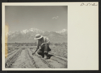 [recto] Ben Iguchi, 20, from Saugus, California, thins young plants in two-acre field of white radishes at the relocation center. Snow covered Mt. Whitney, highest peak in the United States, is shown in the background. ;  Photographer: Stewart, Francis ;  Man