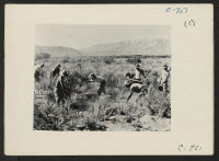 [recto] Manzanar, Calif.--Irrigating corn field on the farm project at this War Relocation Authority Center for evacuees of Japanese ancestry. 125 acres of crops are under cultivation. ;  Photographer: Lange, Dorothea ;  Manzanar, California.