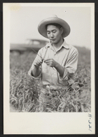 [recto] Eugene Kodani, from the Poston Relocation Center, now employed at the Greening Nursery Company, Monroe, Michigan, where he is engaged in budding peach trees. This nursery employs nearly 20 evacuees in this type of work. ;  Photographer: Mace, Charles E.